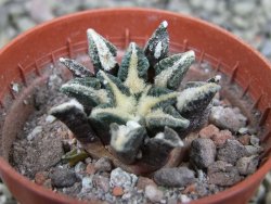 Ariocarpus kotschoubeyanus elephantidens Vista Hermosa pot 5,5 cm - 12401351