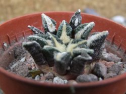 Ariocarpus kotschoubeyanus elephantidens Vista Hermosa pot 5,5 cm - 12401352