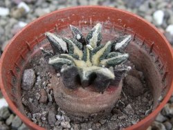 Ariocarpus kotschoubeyanus elephantidens Vista Hermosa pot 5,5 cm - 12401353