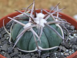 Echinocactus horizonthalonius La Apples, pot 5,5 cm - 12401355