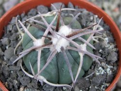 Echinocactus horizonthalonius La Apples, pot 5,5 cm - 12401356