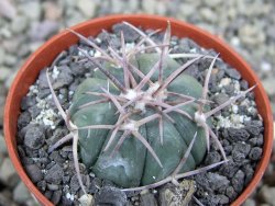 Echinocactus horizonthalonius La Apples, pot 5,5 cm - 12401357