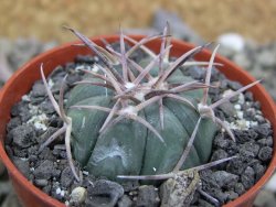 Echinocactus horizonthalonius La Apples, pot 5,5 cm - 12401358