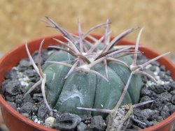 Echinocactus horizonthalonius La Apples, pot 5,5 cm - 12401359