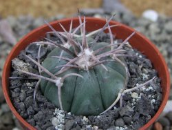 Echinocactus horizonthalonius La Apples, pot 5,5 cm