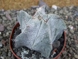 Astrophytum Onzuko X ornatum pot 6,5 cm - 12401361