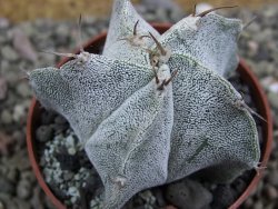 Astrophytum Onzuko X ornatum pot 6,5 cm - 12401363