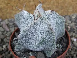 Astrophytum Onzuko X ornatum pot 6,5 cm - 12401364