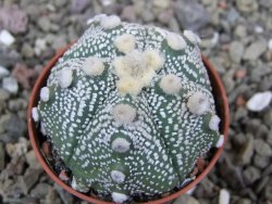 Astrophytum Hanazano Kabuto hybrid pot 5,5 cm - 12401365