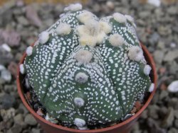 Astrophytum Hanazano Kabuto hybrid pot 5,5 cm - 12401366