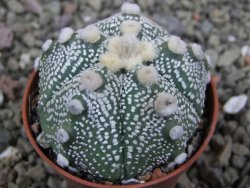 Astrophytum Hanazano Kabuto hybrid pot 5,5 cm - 12401367