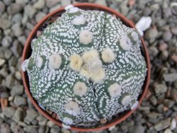 Astrophytum Hanazano Kabuto hybrid pot 5,5 cm - 12401369