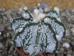 Astrophytum Super Kabuto hybrid pot 5,5 cm - 12401370