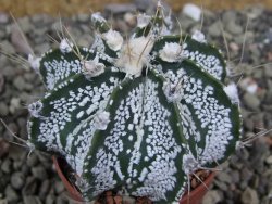 Astrophytum Super Kabuto hybrid pot 5,5 cm - 12401372