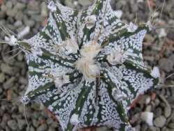 Astrophytum Super Kabuto hybrid pot 5,5 cm - 12401373