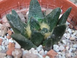 Ariocarpus scapharostrus hrubá forma, pot 5,5 cm - 12401375