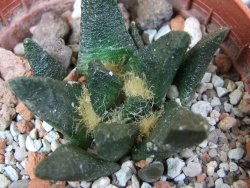 Ariocarpus scapharostrus hrubá forma, pot 5,5 cm - 12401376