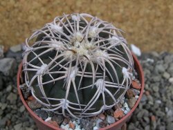 Gymnocalycium spegazzinii punillaense Tom 06-81/1 El Obelisco, pot 6,5 cm