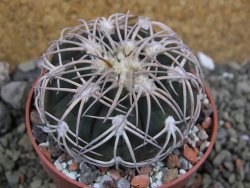 Gymnocalycium spegazzinii punillaense Tom 06-81/1 El Obelisco, pot 6,5 cm - 12401378