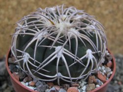 Gymnocalycium spegazzinii punillaense Tom 06-81/1 El Obelisco, pot 6,5 cm - 12401379