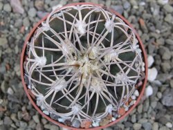 Gymnocalycium spegazzinii punillaense Tom 06-81/1 El Obelisco, pot 6,5 cm - 12401380