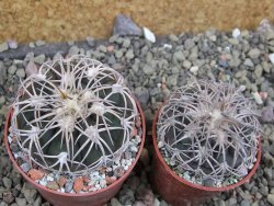 Gymnocalycium spegazzinii punillaense Tom 06-81/1 El Obelisco, pot 6,5 cm - 12401381