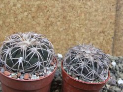 Gymnocalycium spegazzinii punillaense Tom 06-81/1 El Obelisco, pot 6,5 cm - 12401382