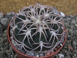 Gymnocalycium spegazzinii punillaense Tom 06-81/1 El Obelisco, pot 6,5 cm - 12401383