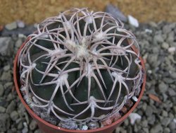 Gymnocalycium spegazzinii punillaense Tom 06-81/1 El Obelisco, pot 6,5 cm - 12401384