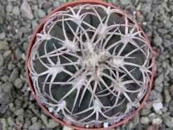 Gymnocalycium spegazzinii punillaense Tom 06-81/1 El Obelisco, pot 6,5 cm - 12401385