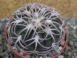 Gymnocalycium spegazzinii punillaense Tom 06-81/1 El Obelisco, pot 6,5 cm