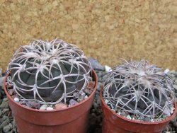 Gymnocalycium spegazzinii punillaense Tom 06-81/1 El Obelisco, pot 6,5 cm - 12401387