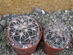 Gymnocalycium spegazzinii punillaense Tom 06-81/1 El Obelisco, pot 6,5 cm - 12401388