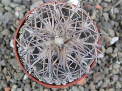 Gymnocalycium spegazzinii punillaense Tom 06-81/1 El Obelisco, pot 5,5 cm - 12401389