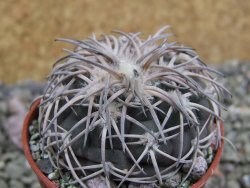 Gymnocalycium spegazzinii punillaense Tom 06-81/1 El Obelisco, pot 5,5 cm - 12401391