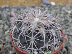 Gymnocalycium spegazzinii punillaense Tom 06-81/1 El Obelisco, pot 5,5 cm - 12401392