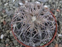 Gymnocalycium spegazzinii punillaense Tom 06-81/1 El Obelisco, pot 5,5 cm - 12401393