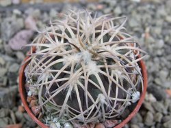 Gymnocalycium spegazzinii punillaense Tom 06-81/1 El Obelisco, pot 5,5 cm