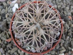 Gymnocalycium spegazzinii punillaense Tom 06-81/1 El Obelisco, pot 5,5 cm - 12401395