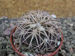 Gymnocalycium spegazzinii punillaense Tom 06-81/1 El Obelisco, pot 5,5 cm - 12401396