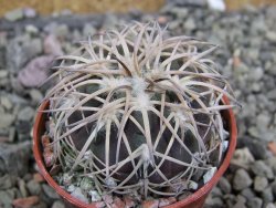 Gymnocalycium spegazzinii punillaense Tom 06-81/1 El Obelisco, pot 5,5 cm - 12401397