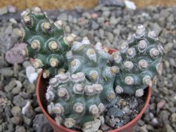 Tephrocactus molinensis pot 5,5 cm