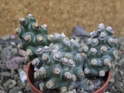 Tephrocactus molinensis pot 5,5 cm - 12401414