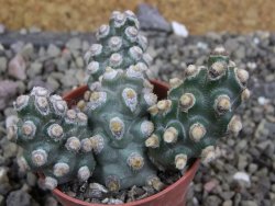 Tephrocactus molinensis pot 5,5 cm - 12401415