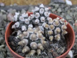 Tephrocactus molinensis pot 5,5 cm