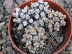 Tephrocactus molinensis pot 5,5 cm - 12401417