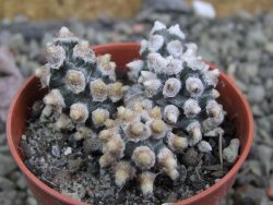 Tephrocactus molinensis pot 5,5 cm - 12401418