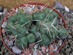 Tephrocactus rossianus, pot 8 cm