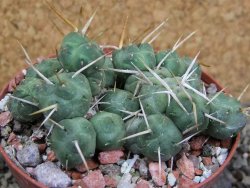 Tephrocactus rossianus, pot 8 cm - 12401420