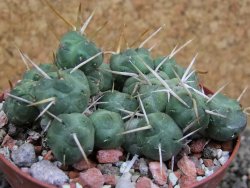 Tephrocactus rossianus, pot 8 cm - 12401421